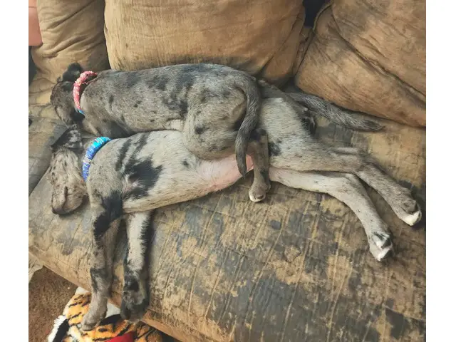 10 weeks old Catahoula leopard puppies - 3/4