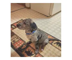 10 weeks old Catahoula leopard puppies - 4