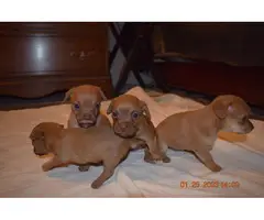 4 beautiful Chiweenie puppies