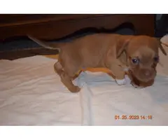 4 beautiful Chiweenie puppies