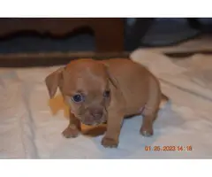 4 beautiful Chiweenie puppies