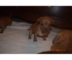 4 beautiful Chiweenie puppies