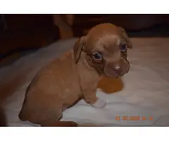 4 beautiful Chiweenie puppies