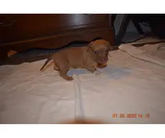 4 beautiful Chiweenie puppies