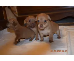 4 beautiful Chiweenie puppies