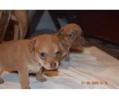 4 beautiful Chiweenie puppies