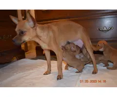 4 beautiful Chiweenie puppies