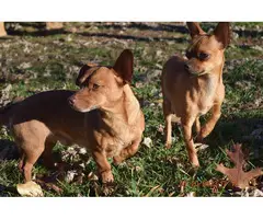 4 beautiful Chiweenie puppies