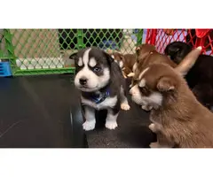 3 boys Husky puppies left