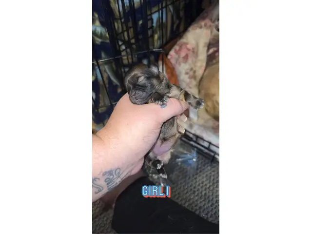 4 Chihuahua Shih-tzu puppies - 1/5