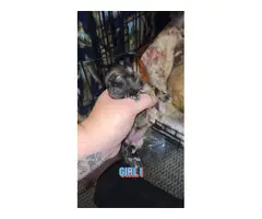 4 Chihuahua Shih-tzu puppies