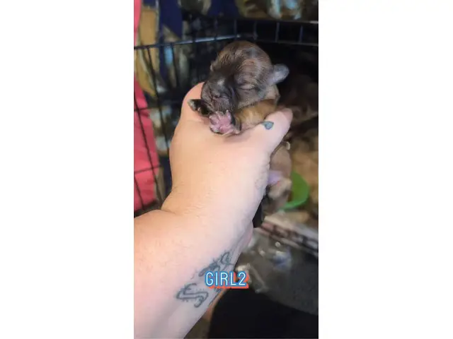 4 Chihuahua Shih-tzu puppies - 2/5
