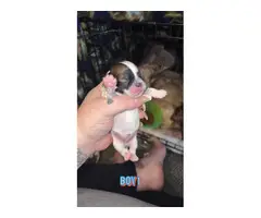4 Chihuahua Shih-tzu puppies - 3