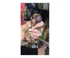 4 Chihuahua Shih-tzu puppies - 4