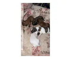4 Chihuahua Shih-tzu puppies - 5