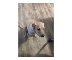 9 months old Goldador puppy looking for a new home - 2
