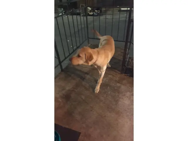 9 months old Goldador puppy looking for a new home - 8/10