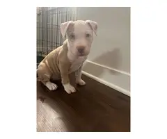 Female American Pitbull Puppy - 2