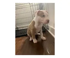 Female American Pitbull Puppy - 3