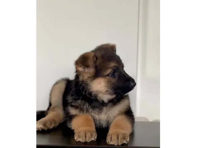 Sweet German Shepherd puppies