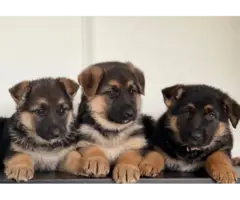 Sweet German Shepherd puppies - 2