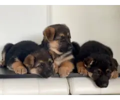 Sweet German Shepherd puppies - 8