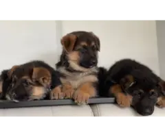 Sweet German Shepherd puppies - 9