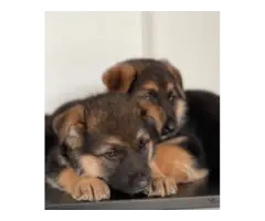 Sweet German Shepherd puppies - 12