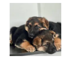 Sweet German Shepherd puppies - 13