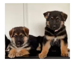 Sweet German Shepherd puppies - 14