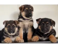 Sweet German Shepherd puppies - 15