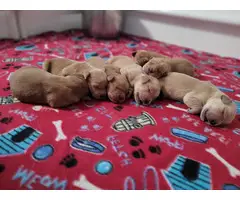 Gorgeous golden retriever puppies for sale
