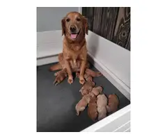 Gorgeous golden retriever puppies for sale - 2