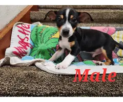 Male and Female Rat Terrier Puppies