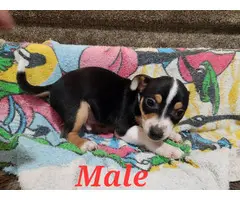 Male and Female Rat Terrier Puppies
