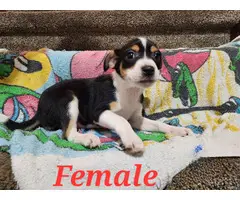 Male and Female Rat Terrier Puppies