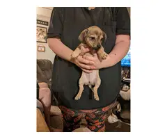 3 Chiweenie puppies available - 2