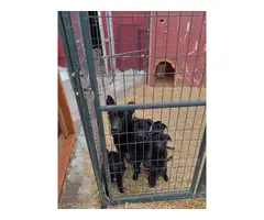 4 black German Shepherd puppies