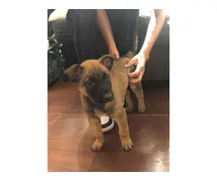 2 Belgian Malinois puppies for sale - 2