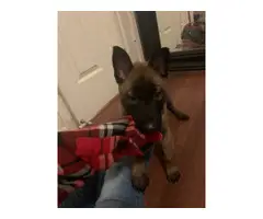 2 Belgian Malinois puppies for sale - 4