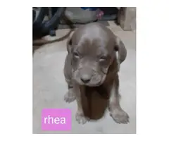 6 adorable Pitbull puppies