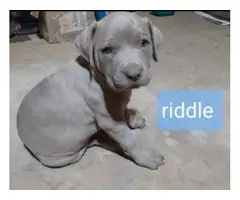 6 adorable Pitbull puppies