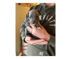 Male and female Pit bull puppies - 3