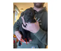 Male and female Pit bull puppies - 7