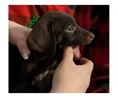 9 German shorthaired pointer puppies