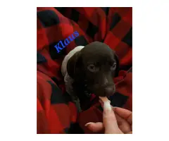 9 German shorthaired pointer puppies