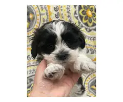 Cute baby boy Malshi puppy for sale