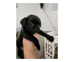 Black and Brindle Pug Puppies - 3