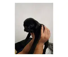Black and Brindle Pug Puppies - 5