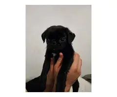 Black and Brindle Pug Puppies - 6